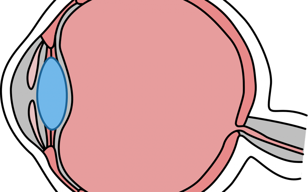 Auge seziert