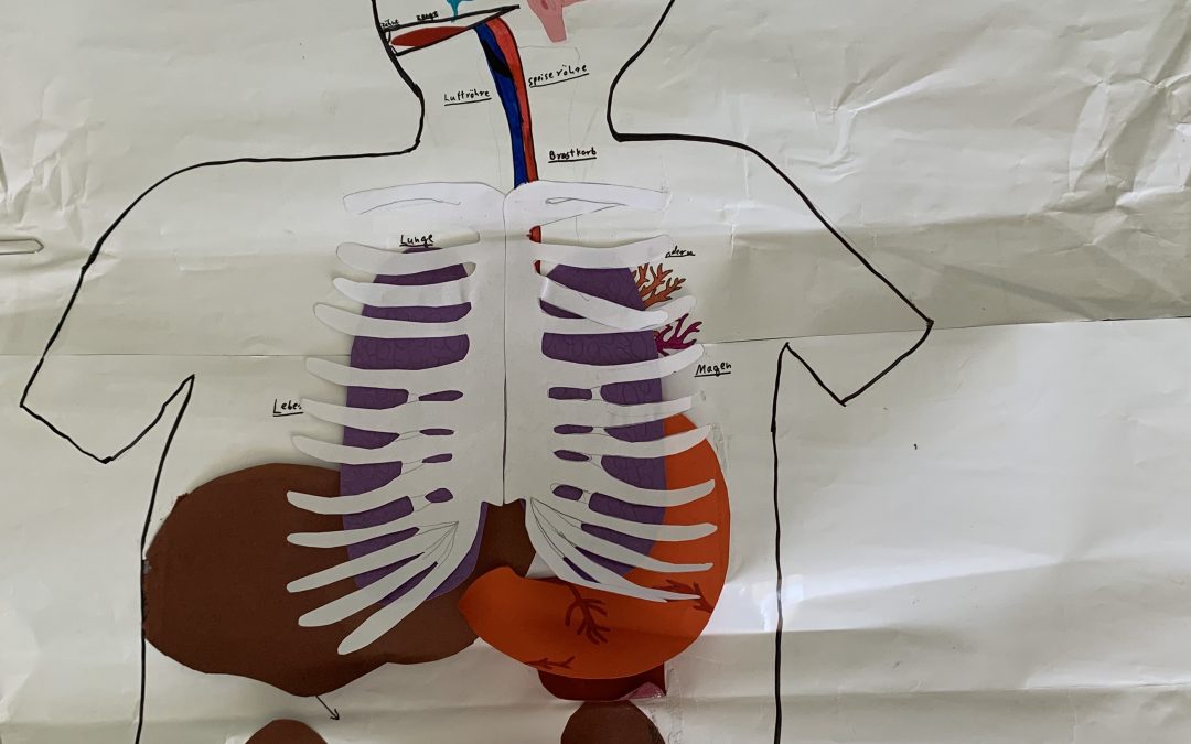 7a: Wir erstellen einen Aufklapptorso für den Biologieunterricht